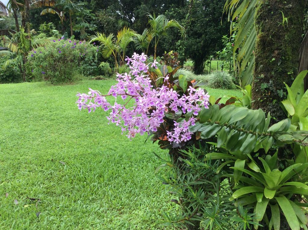 Cabinas Los Guayabos Hotel La Fortuna Szoba fotó